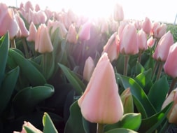 Keukenhof (25)